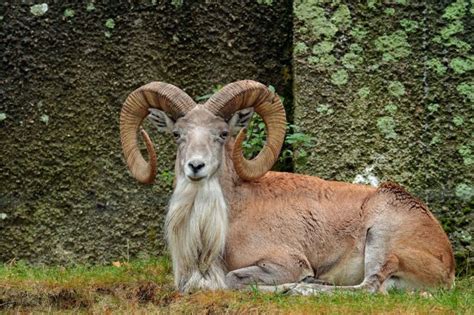 Animali con la U: elenco delle specie che iniziano con la lettera