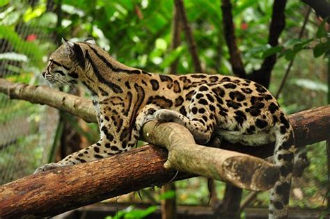 Margay – cat with gorgeous eyes | DinoAnimals.com