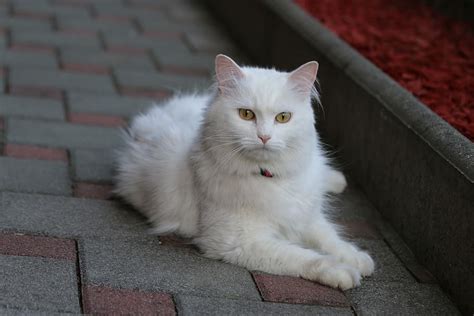 angora cat, white cat, cute, white, cat, pet, animal, portrait, fur, angora | Pxfuel