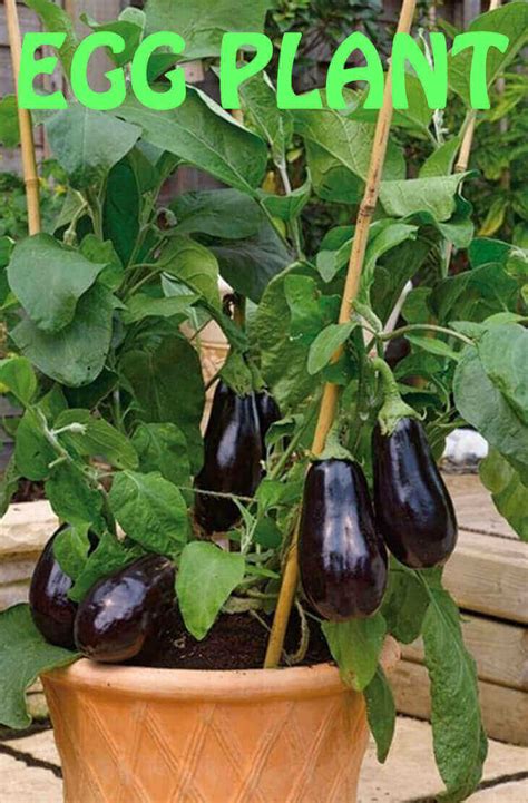 How Long Does Purple Eggplant Grow in Your Pot - Home Gardeners