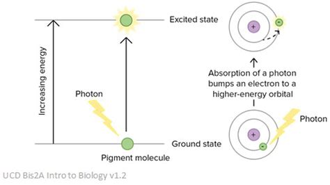 Absorption of Light | Facts, Summary & Definition | Chemistry Revision