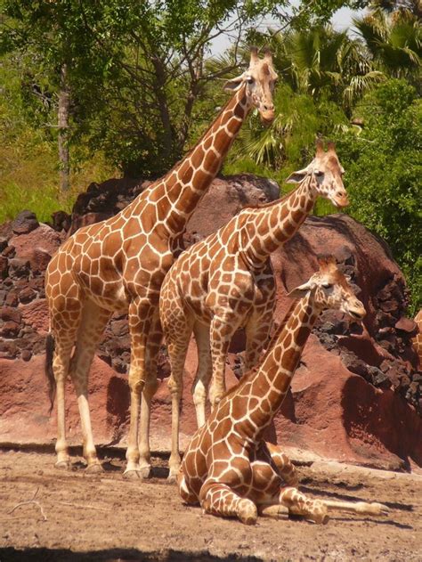 Gladys Porter Zoo | Brownsville, Texas | The world-class facility is named after Gladys Porter ...