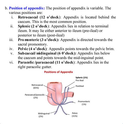 Vermiform Appendix - Anatomy QA