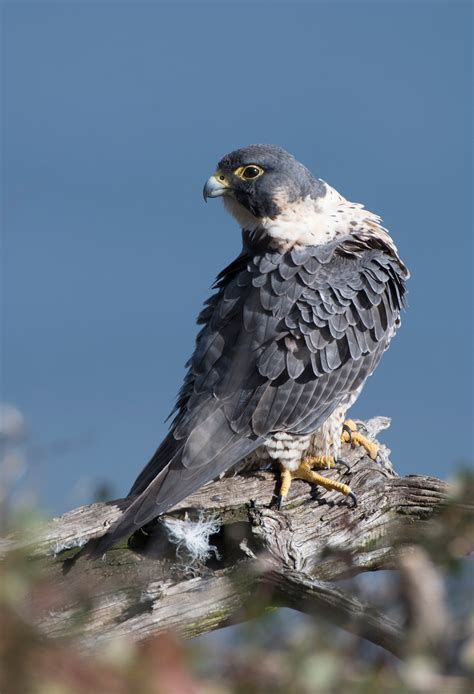 Peregrine Falcon | Audubon Field Guide