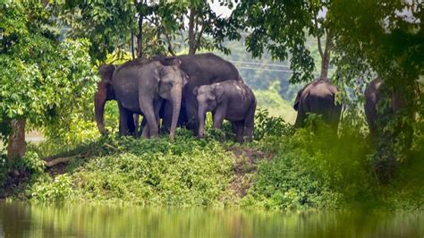 Lightning killed 18 elephants in Assam, says pathology report | Latest ...