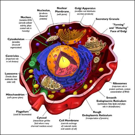 AMAZING: This is the Inside of ONE Human Cell – Oleda Lifestyles in 2020 | Cells project, Animal ...