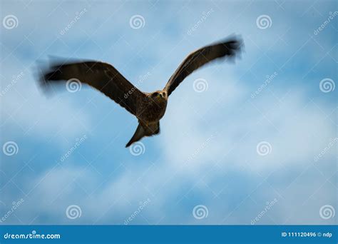 Black Kite Flying Overhead with Blurred Wingtips Stock Photo - Image of ...