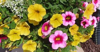 Yellow and pink in flower pot, Callibrachoa. Solanaceae, f… | Flickr