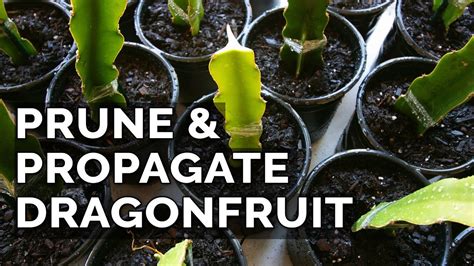 Easy Dragon Fruit Propagation and Pruning Technique | Dragon fruit ...