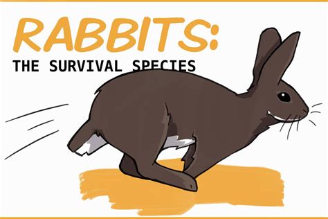 The Survival Species: Rabbit Anatomy From Nose To Tail