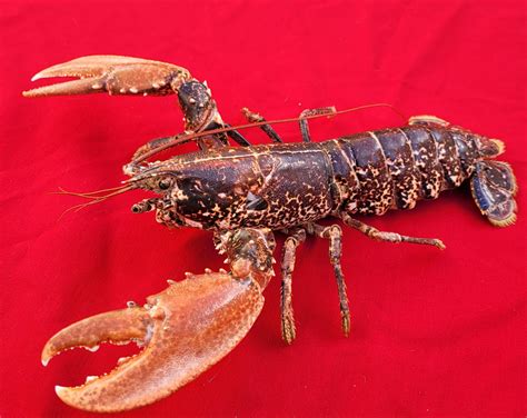 European lobster : r/Taxidermy