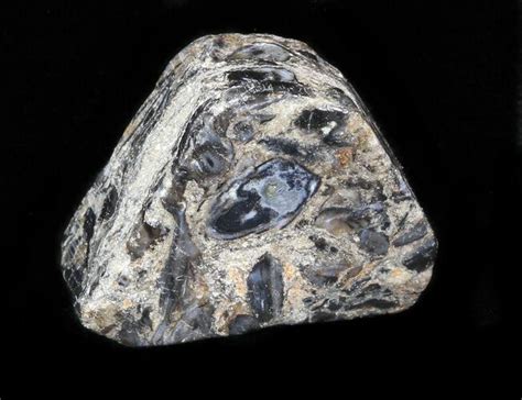 Rhynie Chert - Early Devonian Vascular Plant Fossils For Sale (#40237) - FossilEra.com