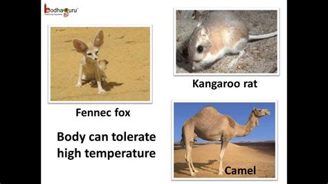 Desert Biome Animals Adaptations