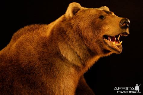 Brown Bear Full Mount Taxidermy | AfricaHunting.com