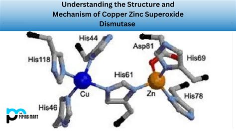 Structure and Mechanism of Copper Zinc Superoxide Dismutase