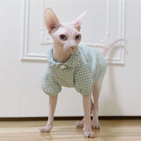 Cute Hairless Cat, Devon Rex, Cat Costumes, Sphynx, Plaid Shorts, Diy Stuffed Animals, Cat ...