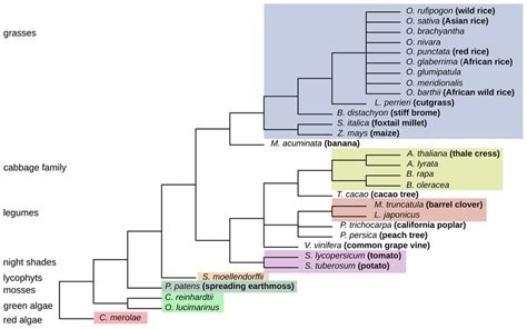 Taxonomic tree of the 31 investigated plant species. The tree is based... | Download Scientific ...