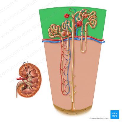 Renal cortex: Anatomy and function | Kenhub