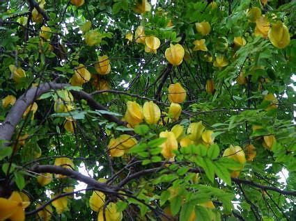 Planting & Care Tips for Your Star Fruit (Carambola) Tree - Edison and ...