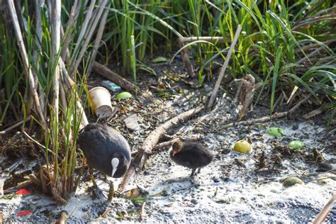 Polluted River Water with Animals Stock Image - Image of animal, polluted: 217375289