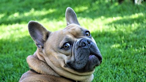 The French Bulldog Personality, Revealed: Are They Really Crazy?