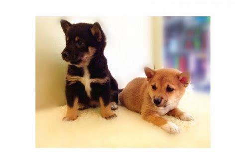 Beautiful and sweet shiba inu puppies for your home for adoption