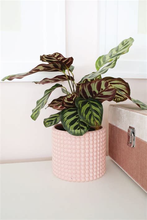 How to Care for Calathea Plants - A Beautiful Mess