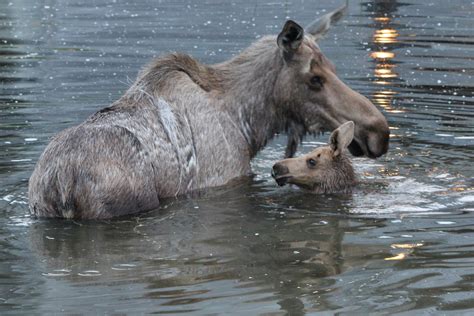 Moose in Alaska | Mother Moose & Baby