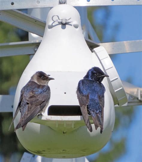 Ravenox Bird Houses for Outside | Flying Martins Purple Martin Gourds – Ravenox Birds