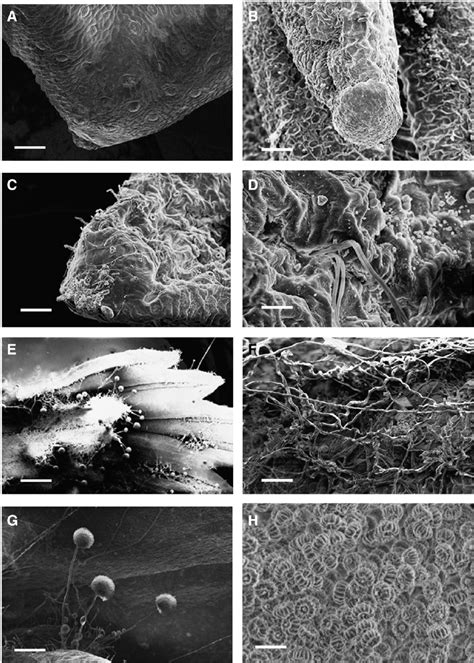 Scanning electron micrographs of the hydathodes (present on the ...