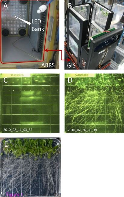 Experiments in Space Show Plants Grow There Like They Grow on Earth