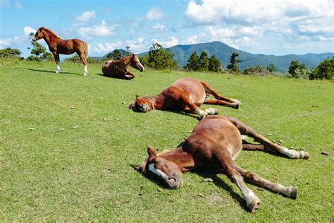 Do Horses Sleep Standing Up