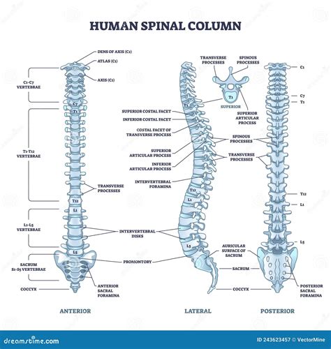 Human Spinal Column with Backbone and Spine Skeletal Anatomy Outline Diagram Stock Vector ...