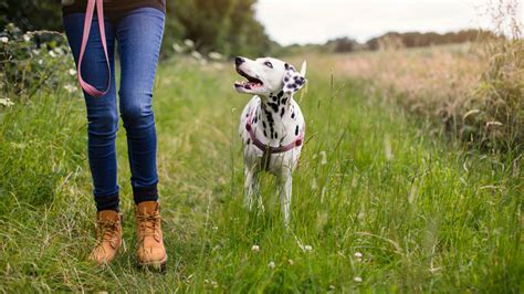 Tips for going on a dog walk