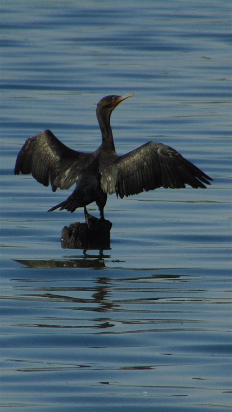 Black pelican/swan seen sunbathing its wings? Located in Lower Hudson ...