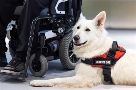 6 Of The Best Service Dog Breeds