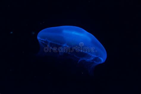 Single Blue moon Jellyfish stock photo. Image of beautiful - 174289788