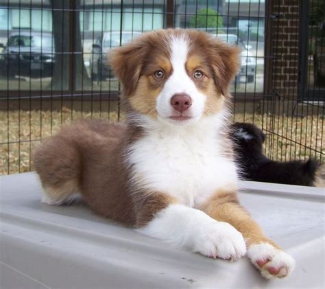 red tri australian shepherd - Google Search | Australian shepherd ...