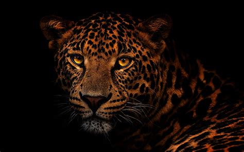 Dangerous Animals Wallpapers