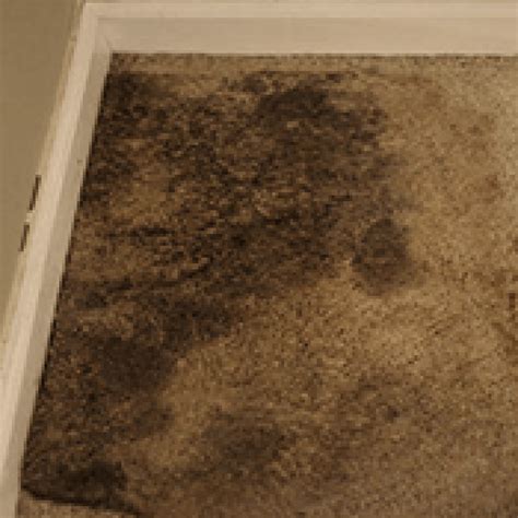 carpet-mold - Mold Badger to the rescue!