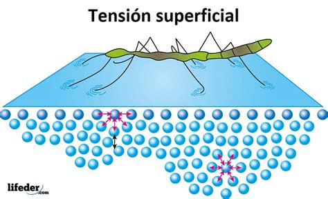 Agua Elevada Tension Superficial - Dinami