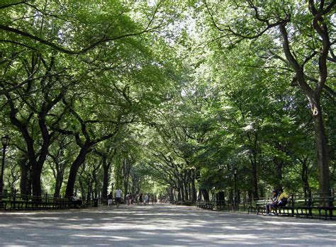 Greener but not cleaner? How trees can worsen urban air pollution