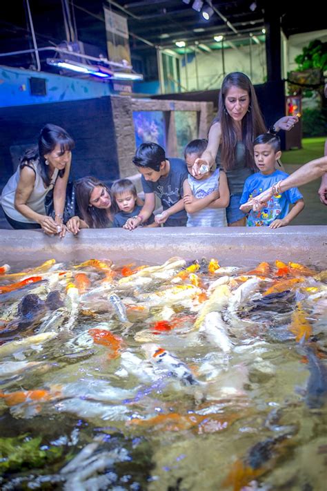 Feed The Fish - San Antonio Aquarium