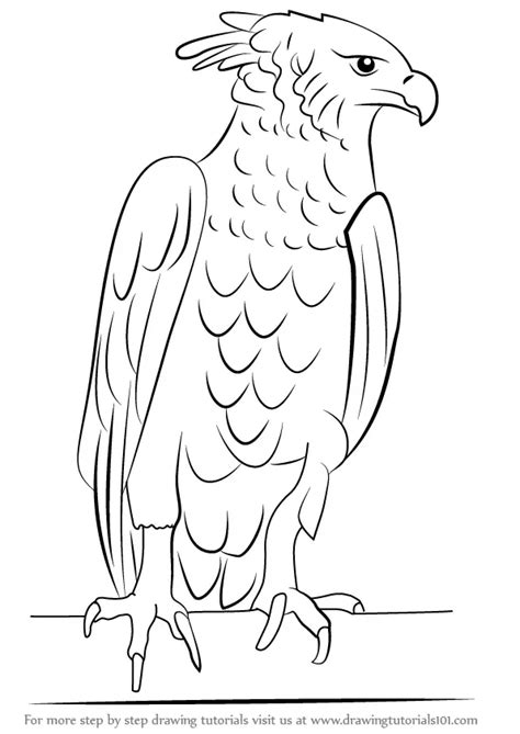 How to Draw a Harpy Eagle (Bird of prey) Step by Step | DrawingTutorials101.com