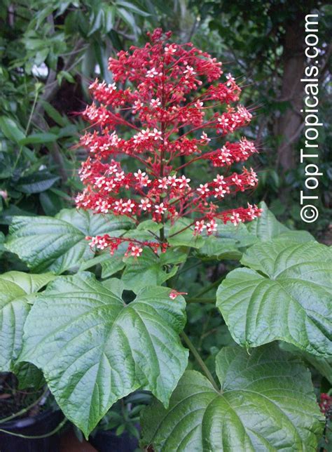 Clerodendrum paniculatum, Pagoda Flower, Orange Tower Flower, Clerodendron Exotic Plants ...