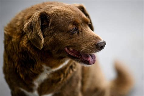 Bobi, the World's Oldest Dog Ever, Celebrates His 31st Birthday