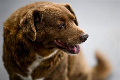 Bobi, the World's Oldest Dog Ever, Celebrates His 31st Birthday