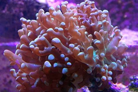 [Detailed Guide] Frogspawn Coral : Care, Diet, Feeding, Lifespan And More