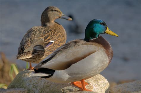 datnyvei:Ducks in plymouth, massachusetts.jpg - Wikipedia