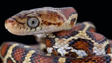 20 Most Popular Rat Snakes: Black, Texas, Eastern, Yellow & More ...